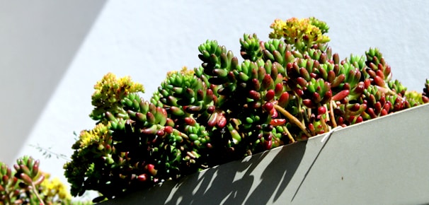 A group of lush, green succulents with hints of red and yellow tips is growing in a rectangular planter. The planter casts faint shadows, and the background features a smooth, light-colored wall.