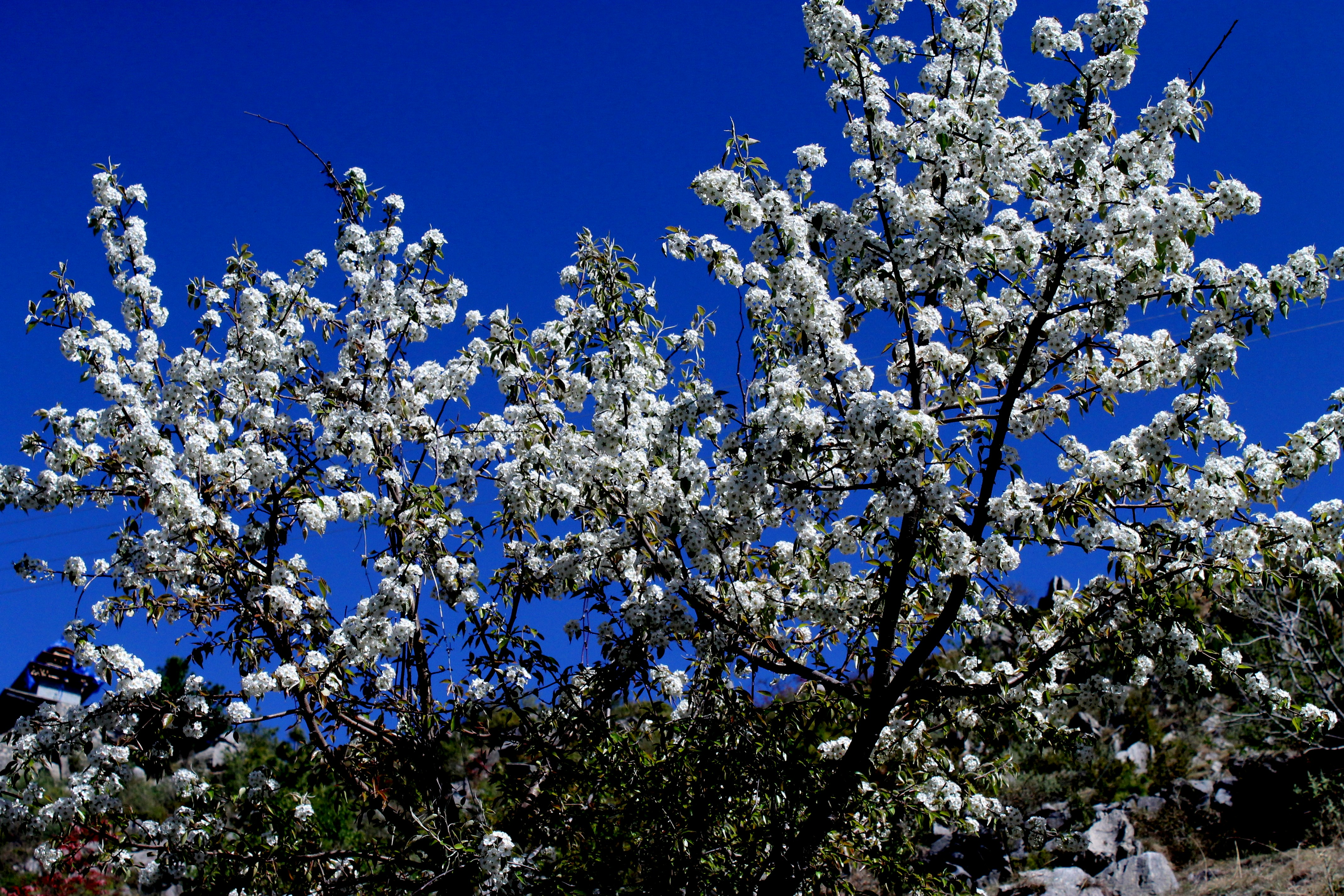 Photo by vijay_kumar_gaba