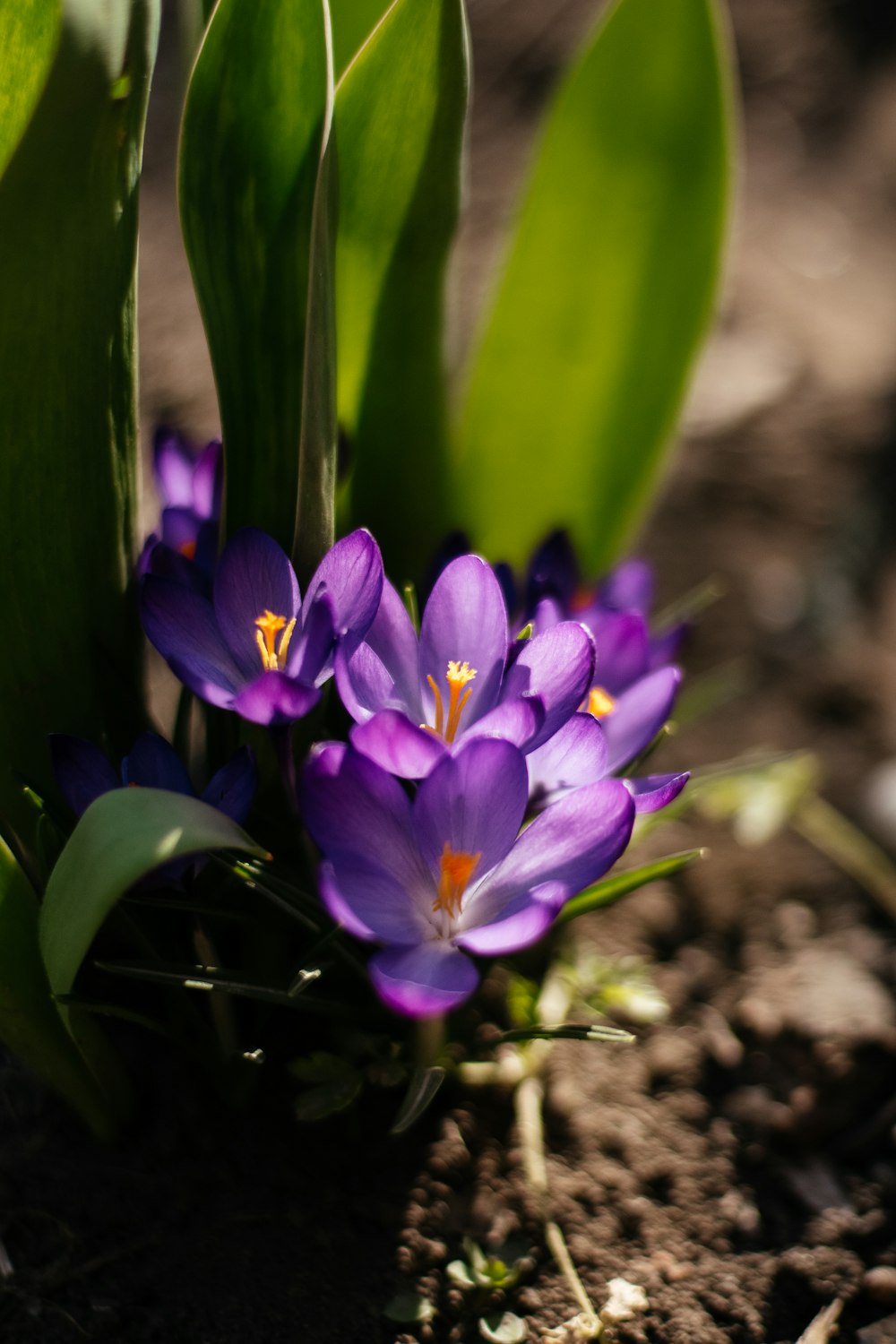 a group of purple flowers sitting on top of a dirt ground