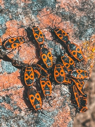 A cluster of diverse isopods crawling over natural wood and leaf litter.