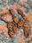 A cluster of red and black bugs with distinctive markings crawling over a textured surface, possibly a rock. The bugs appear congregated closely together, displaying a bright contrast against the muted background.
