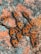 A cluster of red and black bugs with distinctive markings crawling over a textured surface, possibly a rock. The bugs appear congregated closely together, displaying a bright contrast against the muted background.