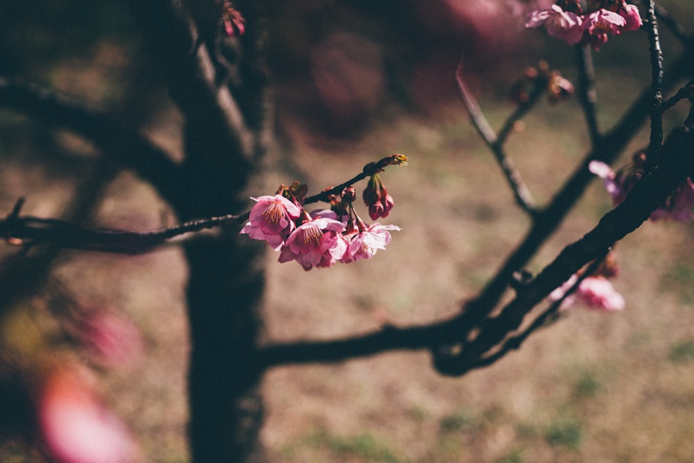 a small branch with pink flowers on it