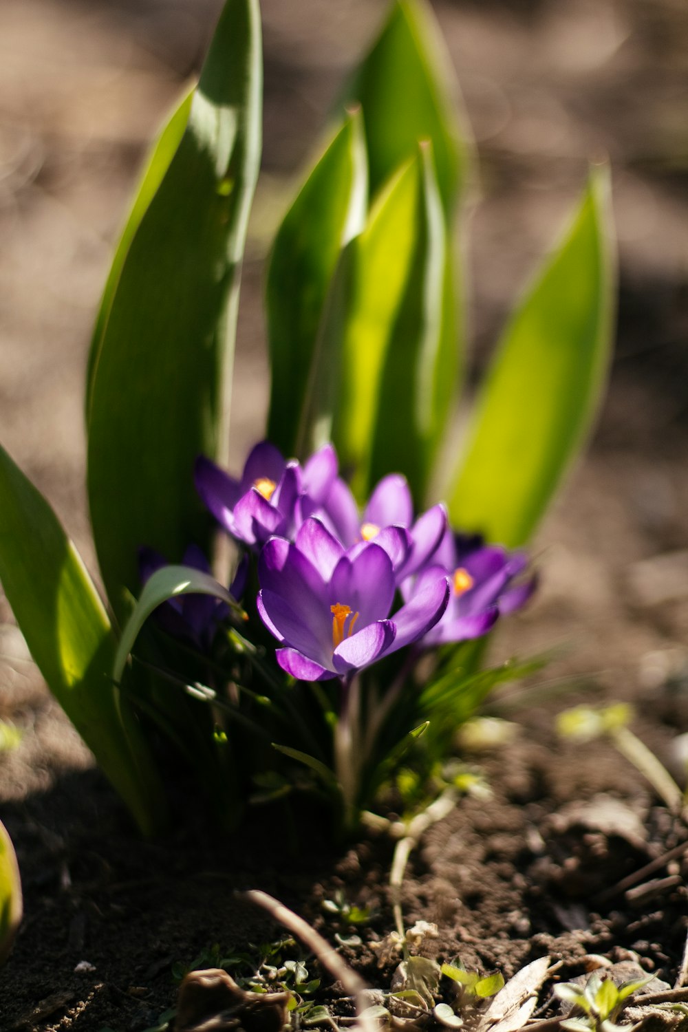 a close up of a purple flower on the ground