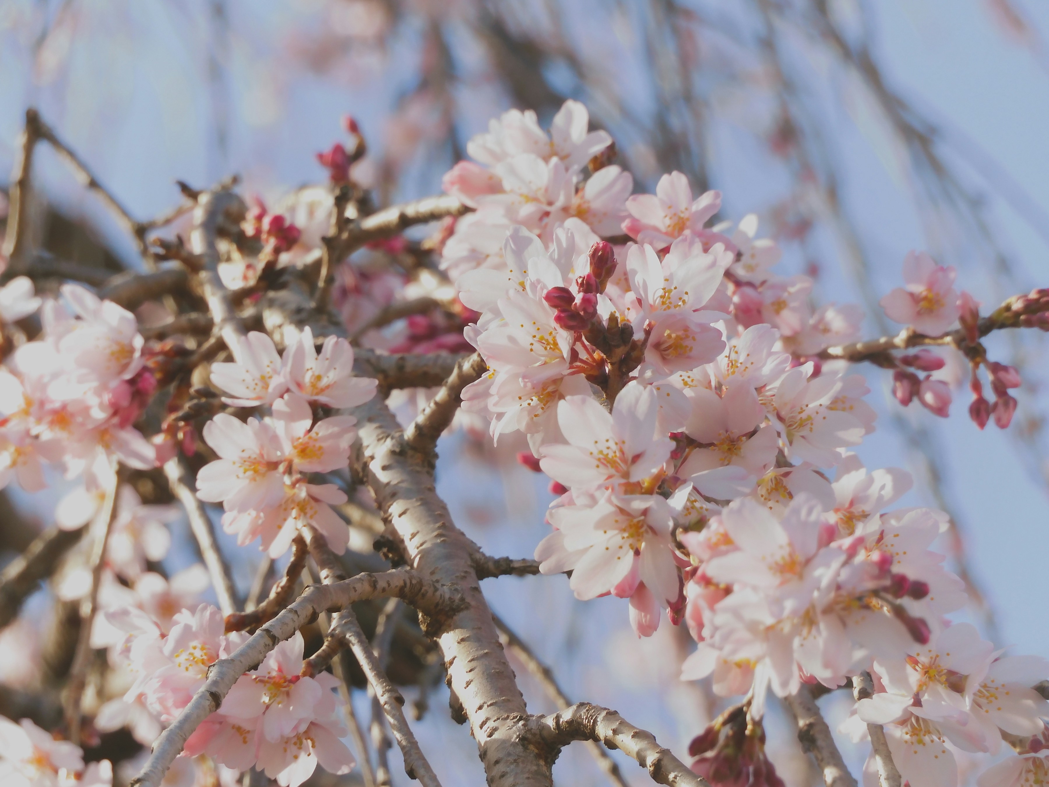 Photo by heppoko_yama