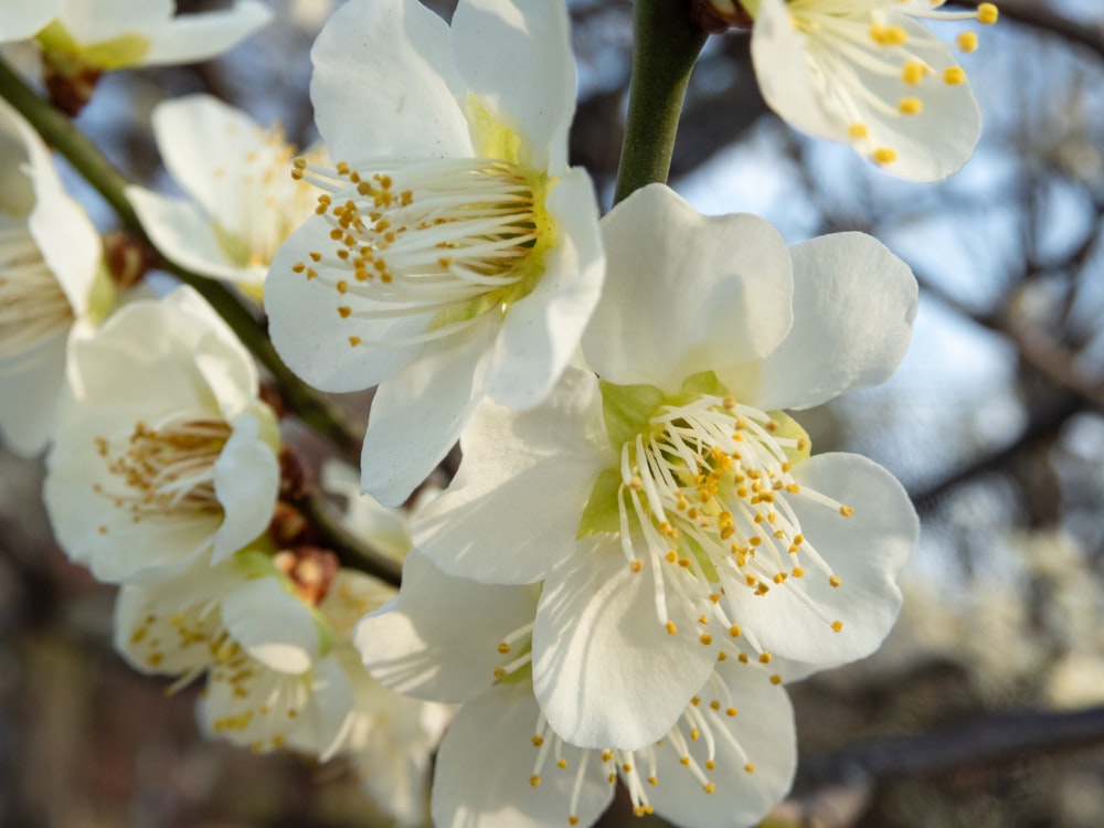 a close up of some white flowers on a tree