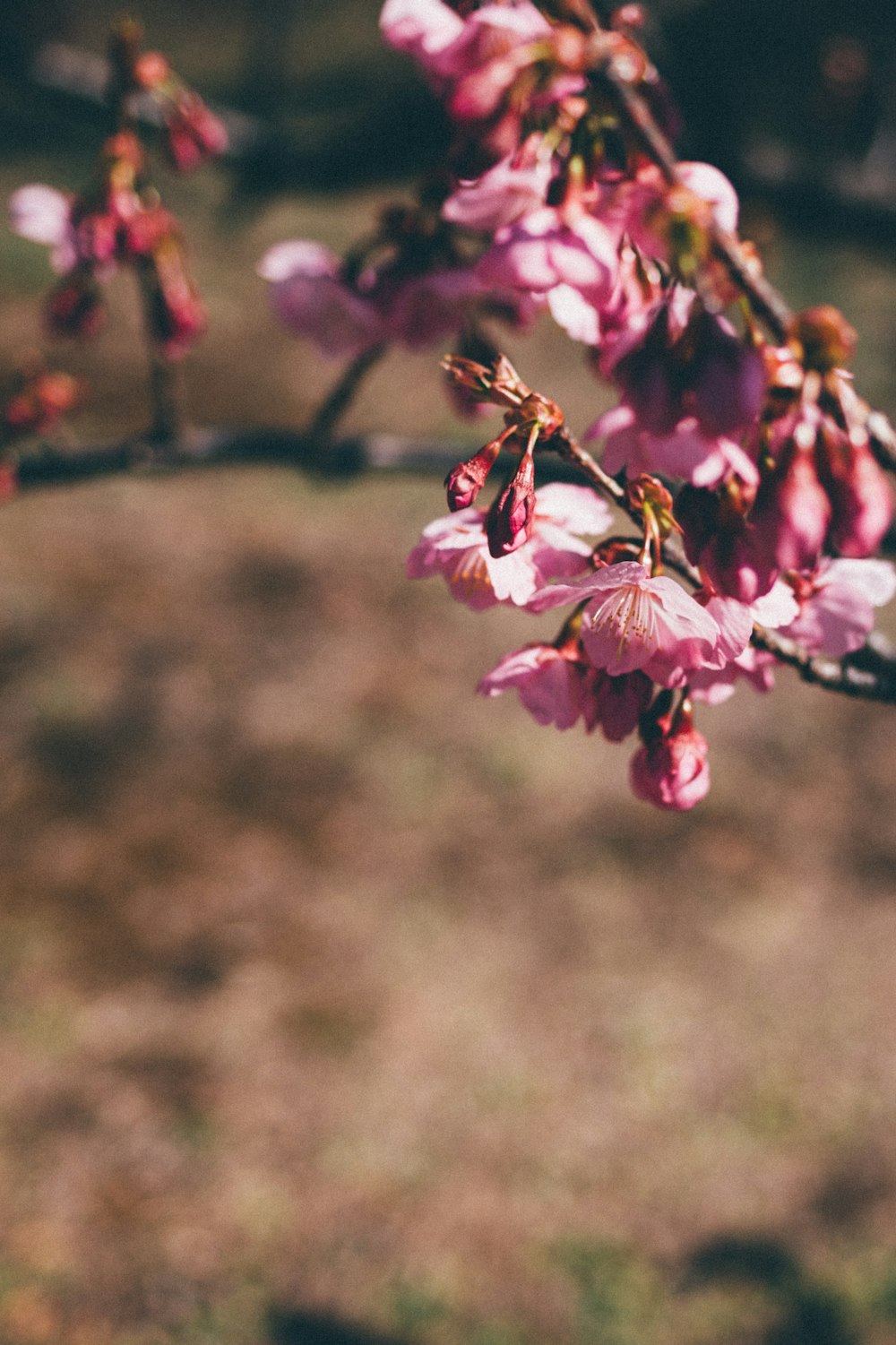 a branch of a tree with pink flowers