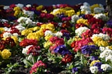 A vibrant flower bed bursting with colorful blooms.