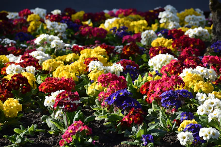 Freshly planted flower beds bursting with colorful blooms.