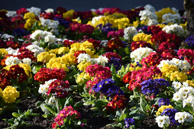 Close-up of vibrant flower beds newly planted with colorful blooms.