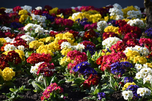 A vibrant flower bed bursting with seasonal blooms in rich reds, yellows, and purples.