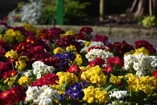 A cheerful display of seasonal blooms in a garden setting.