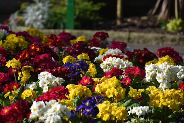 A colorful display of seasonal flowers in a garden.