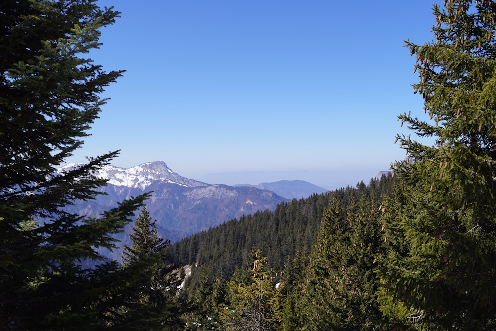 a view of a mountain range through some trees