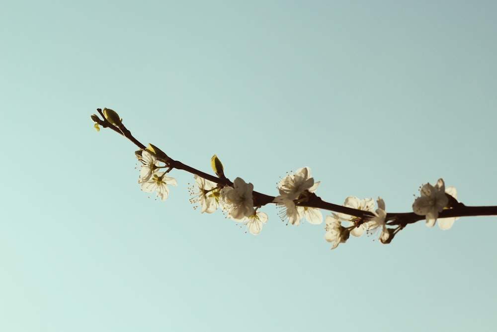 a branch with white flowers against a blue sky