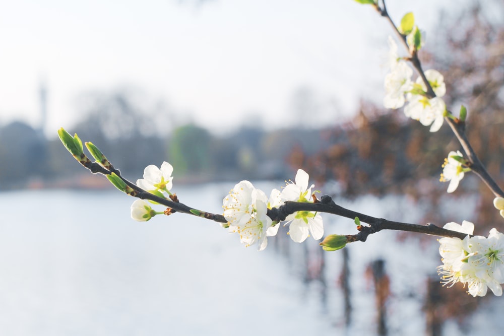 a branch with white flowers in front of a body of water