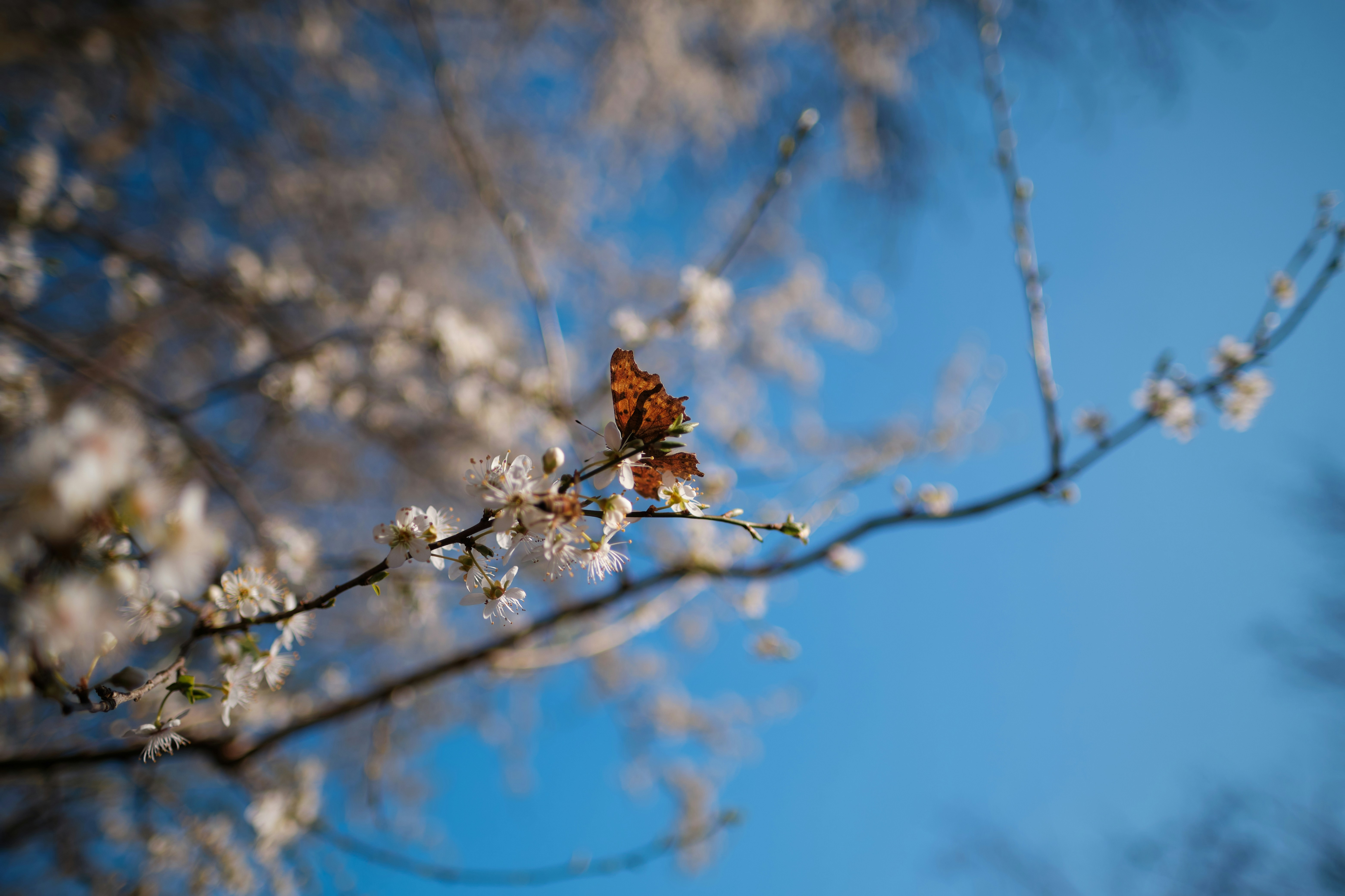 Photo by jnswlf