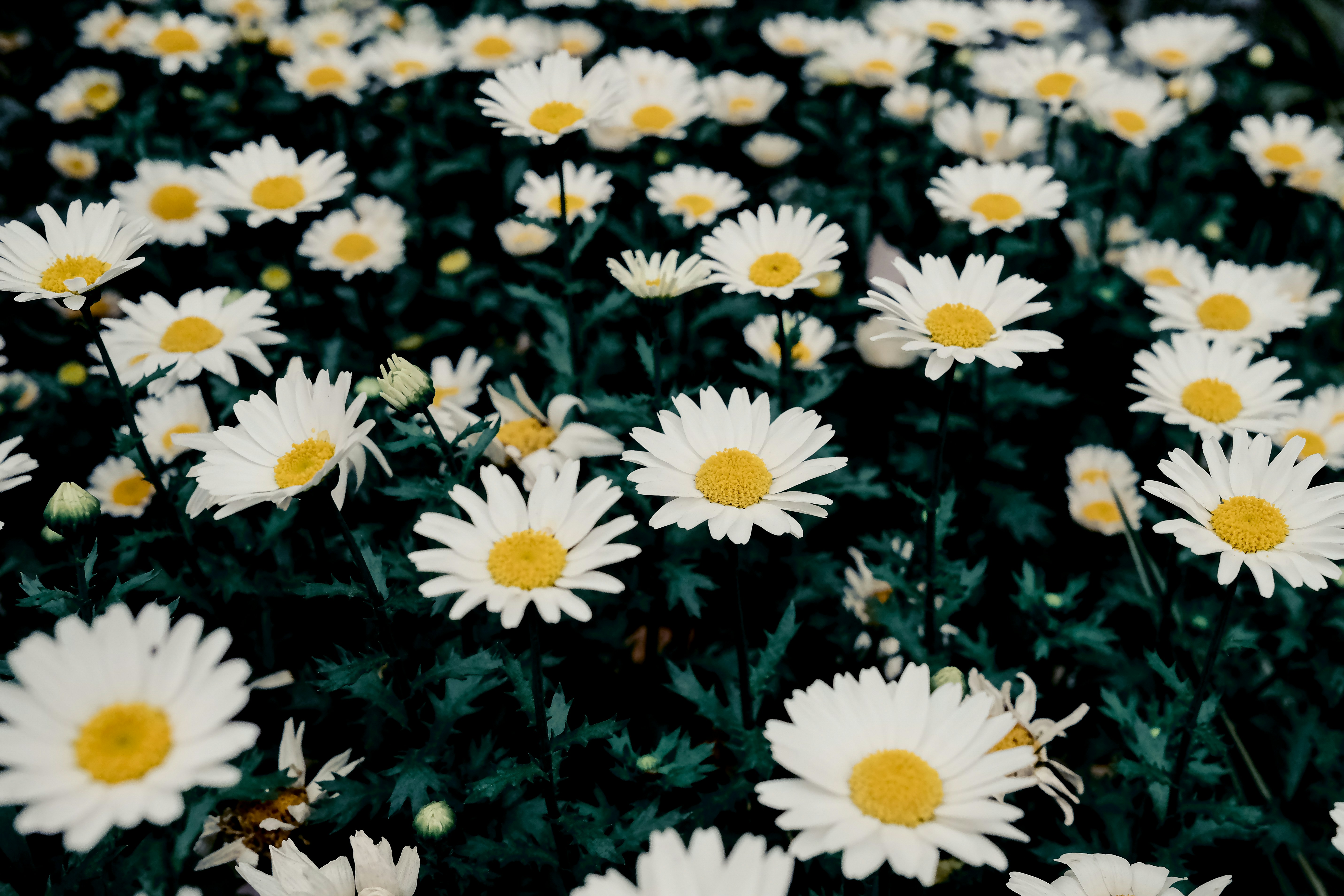 Photo by chriszhang0806