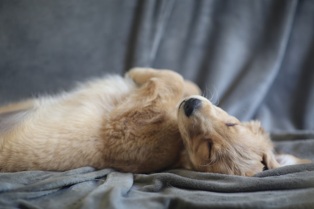 a dog laying on its back on a blanket