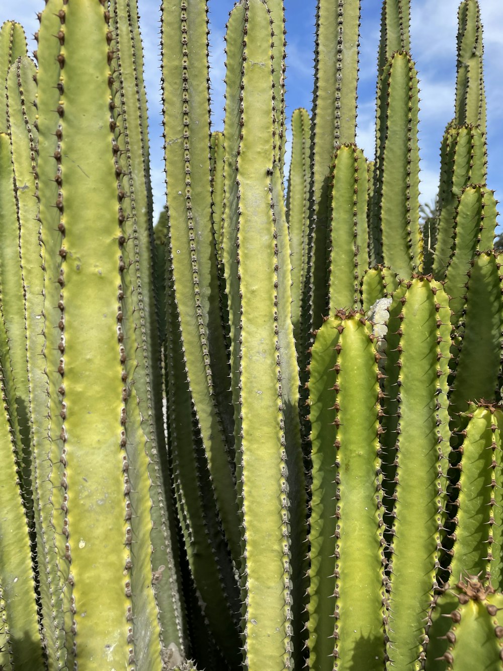 a large green cactus with a blue sky in the background