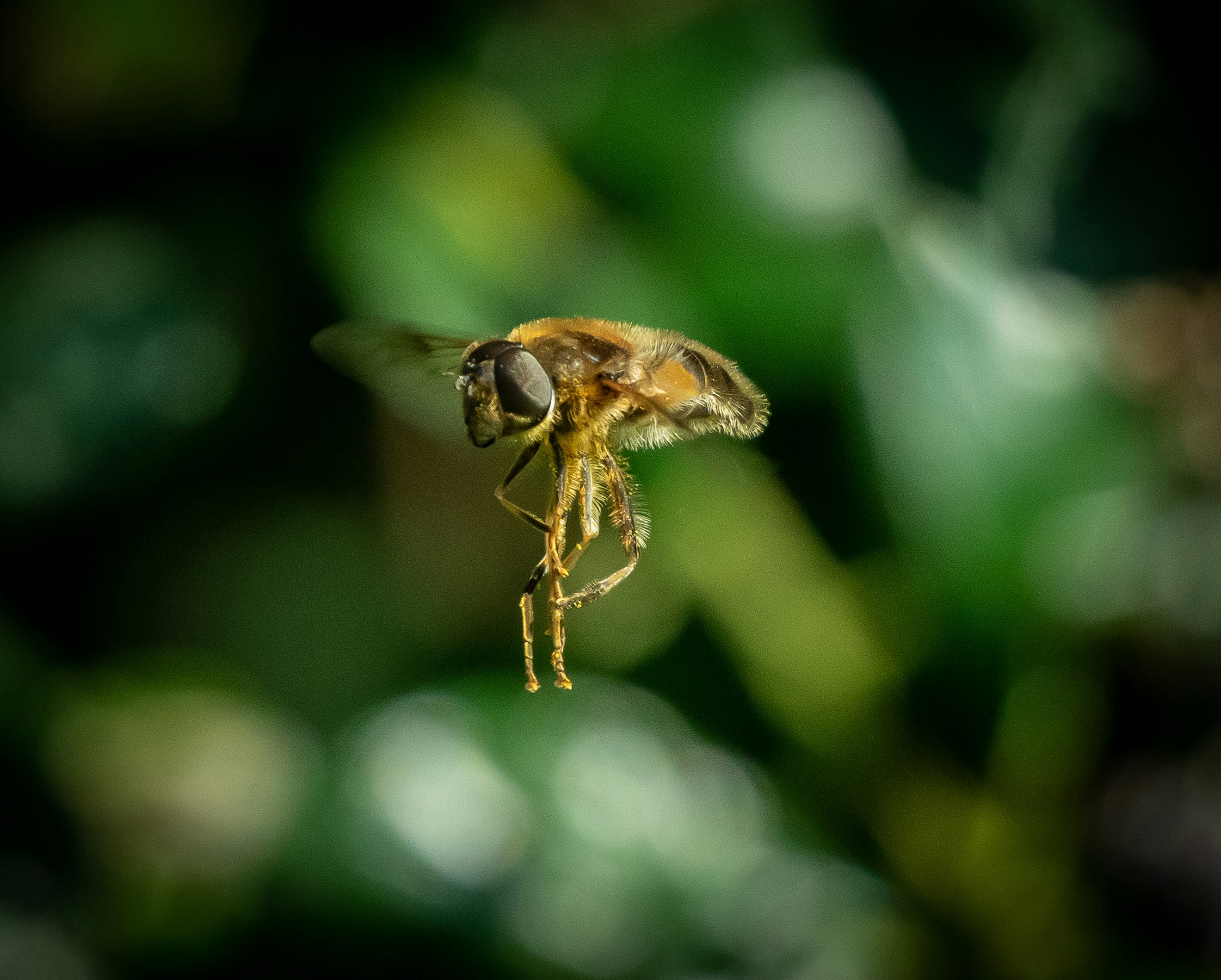 A close up of a bee flying in the air photo – Free Legs Image on Unsplash