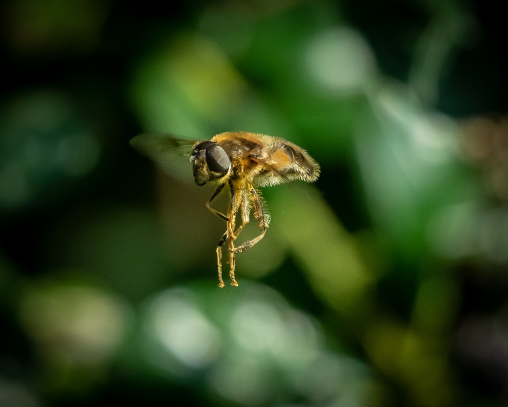 a close up of a bee flying in the air