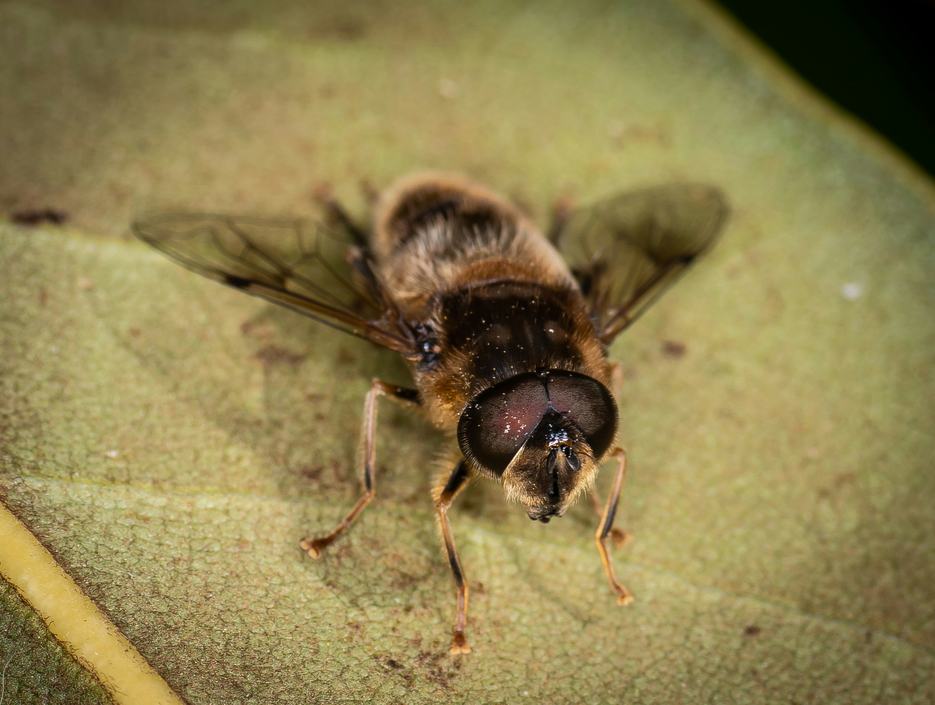 Un primer plano de una abeja en una hoja