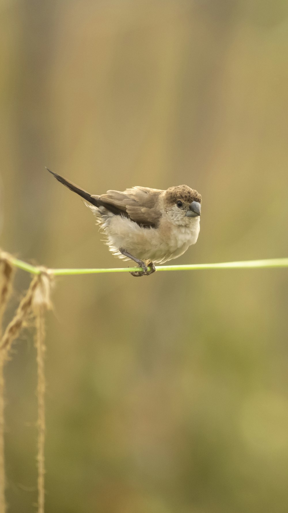 a small bird is sitting on a wire