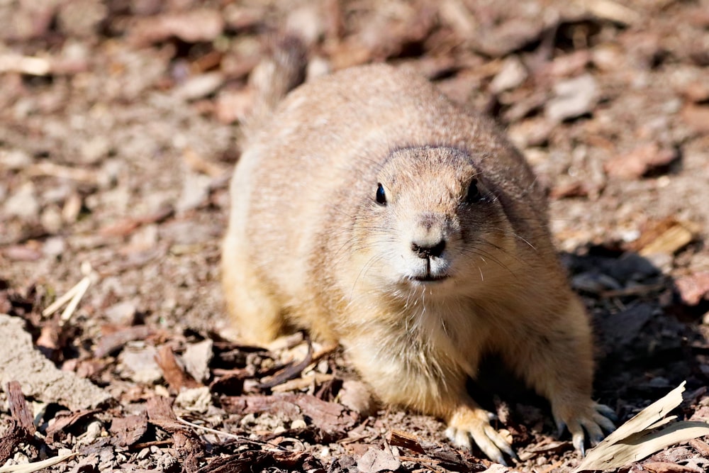 a small animal standing on top of a pile of dirt