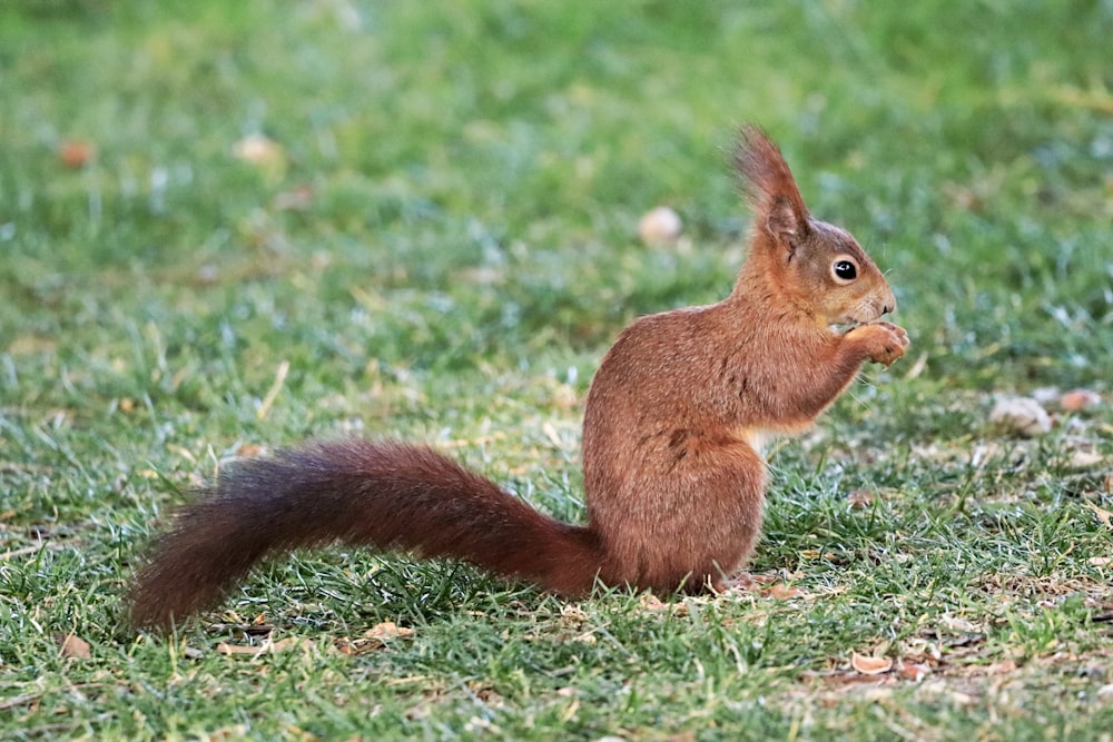 a red squirrel sitting on top of a lush green field