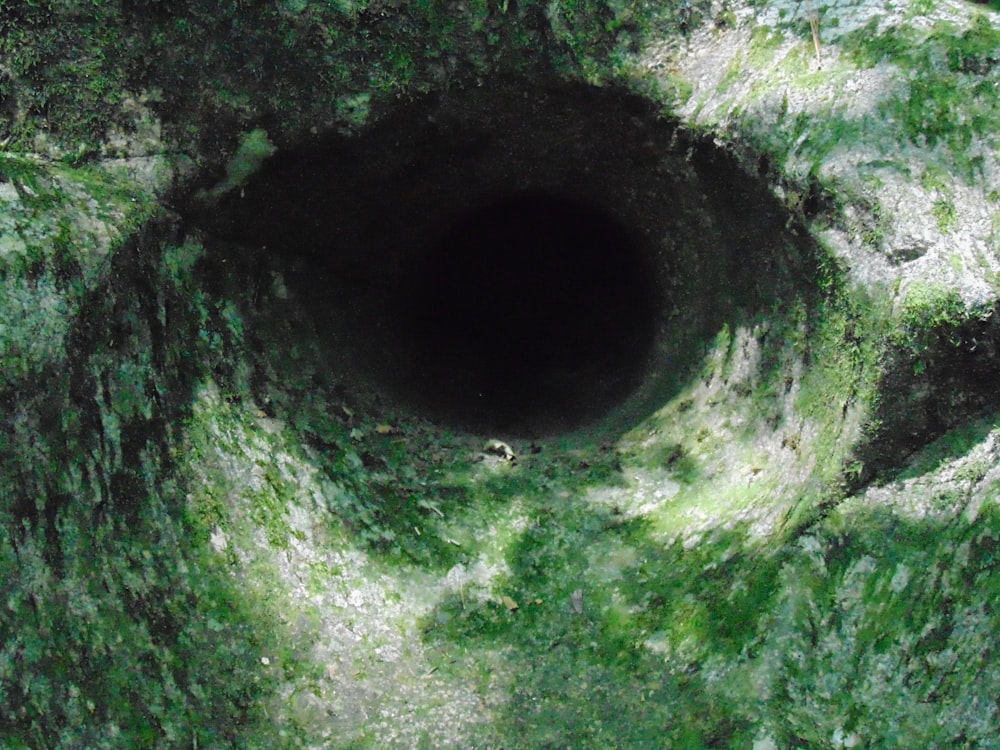 a black hole in the middle of a green forest