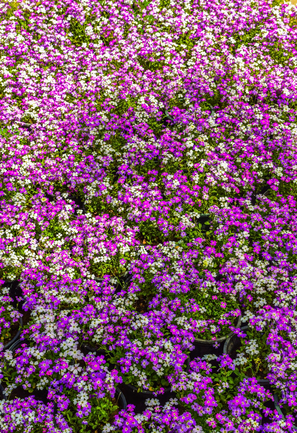 a bunch of purple and white flowers in a field