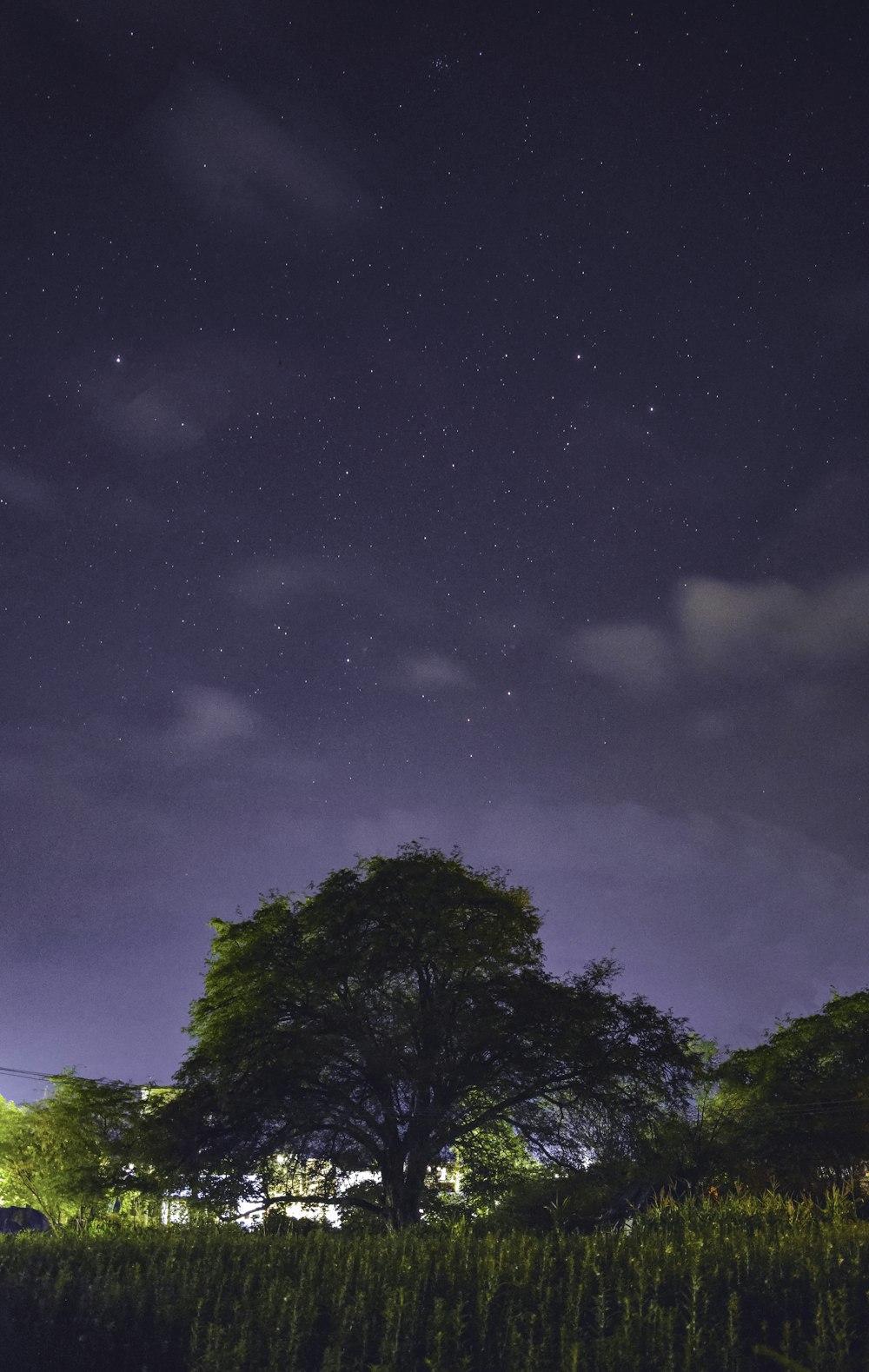 a tree in a grassy field under a night sky