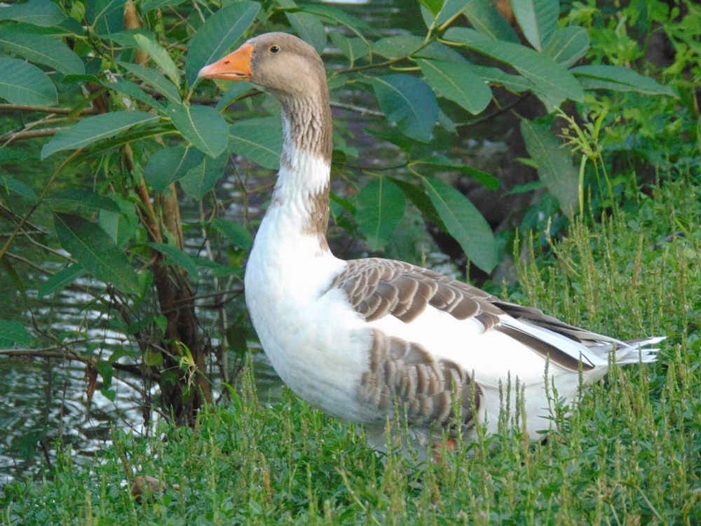 a duck standing in the grass next to a body of water