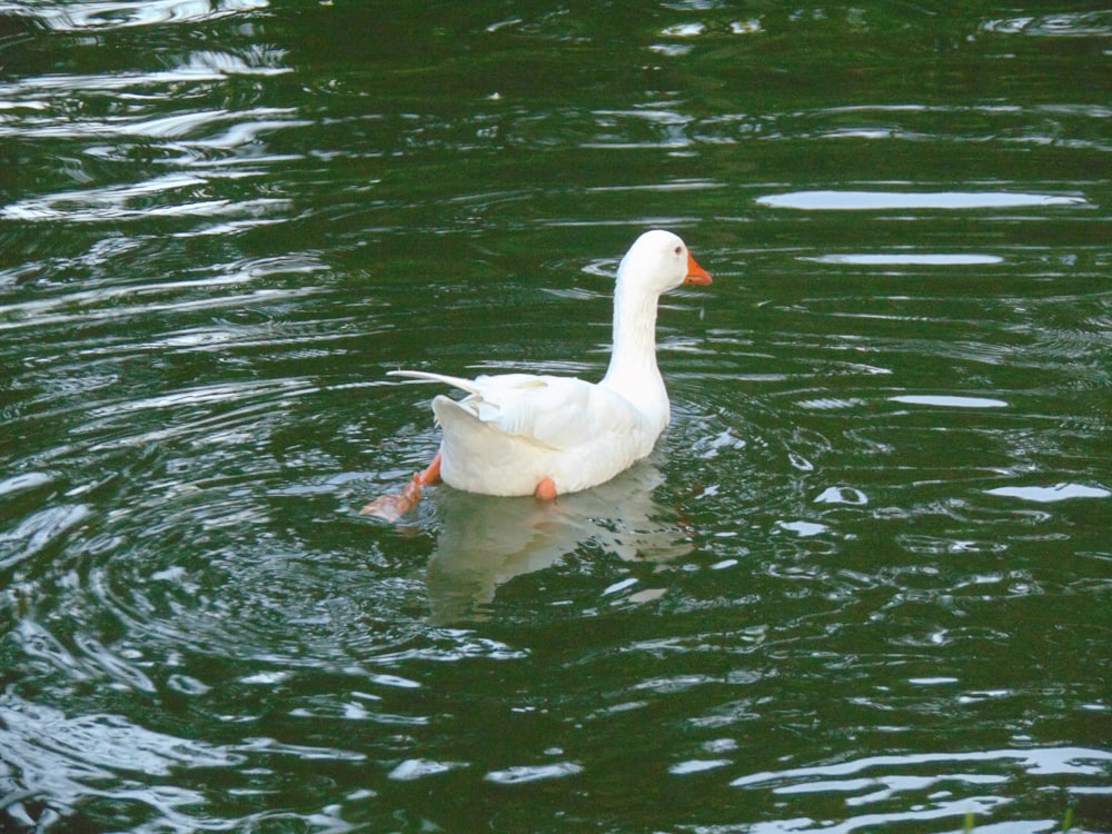 a white duck floating on top of a body of water