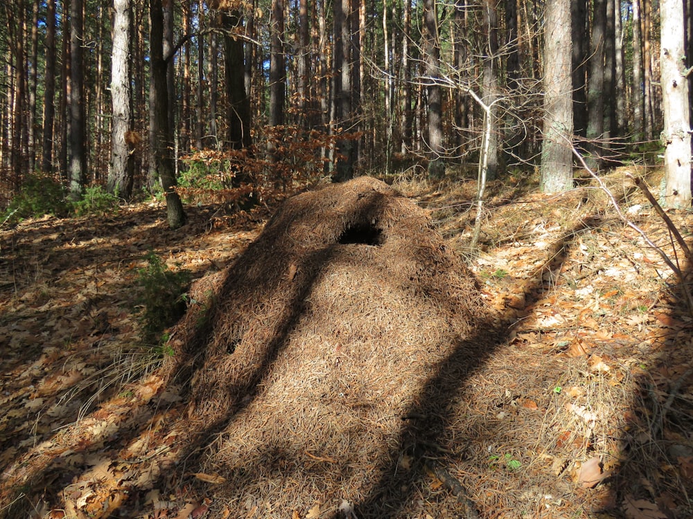 a large tree stump in the middle of a forest