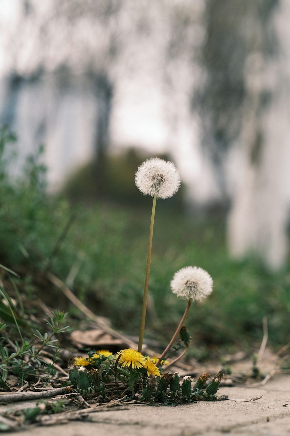 a couple of white dandelions sitting on top of a field