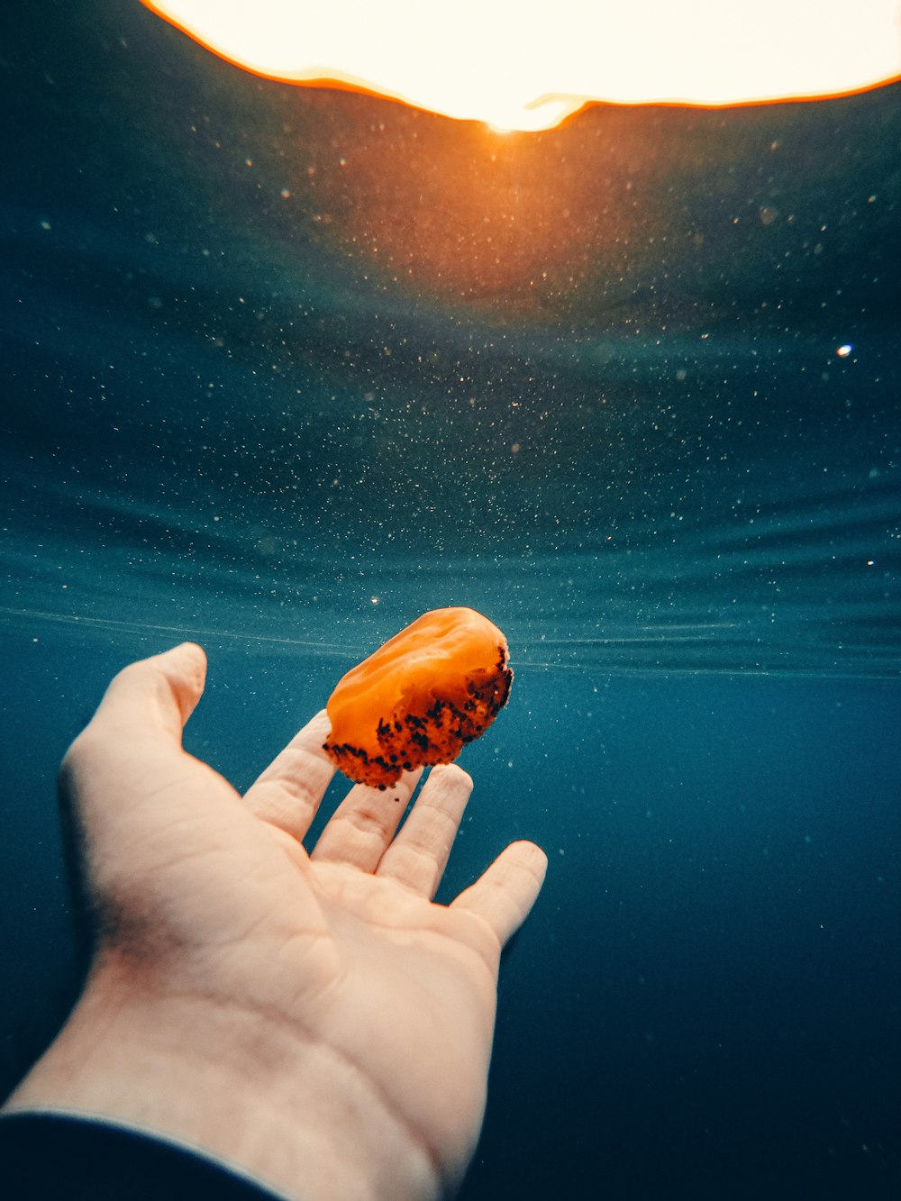 a hand holding a jellyfish in the ocean