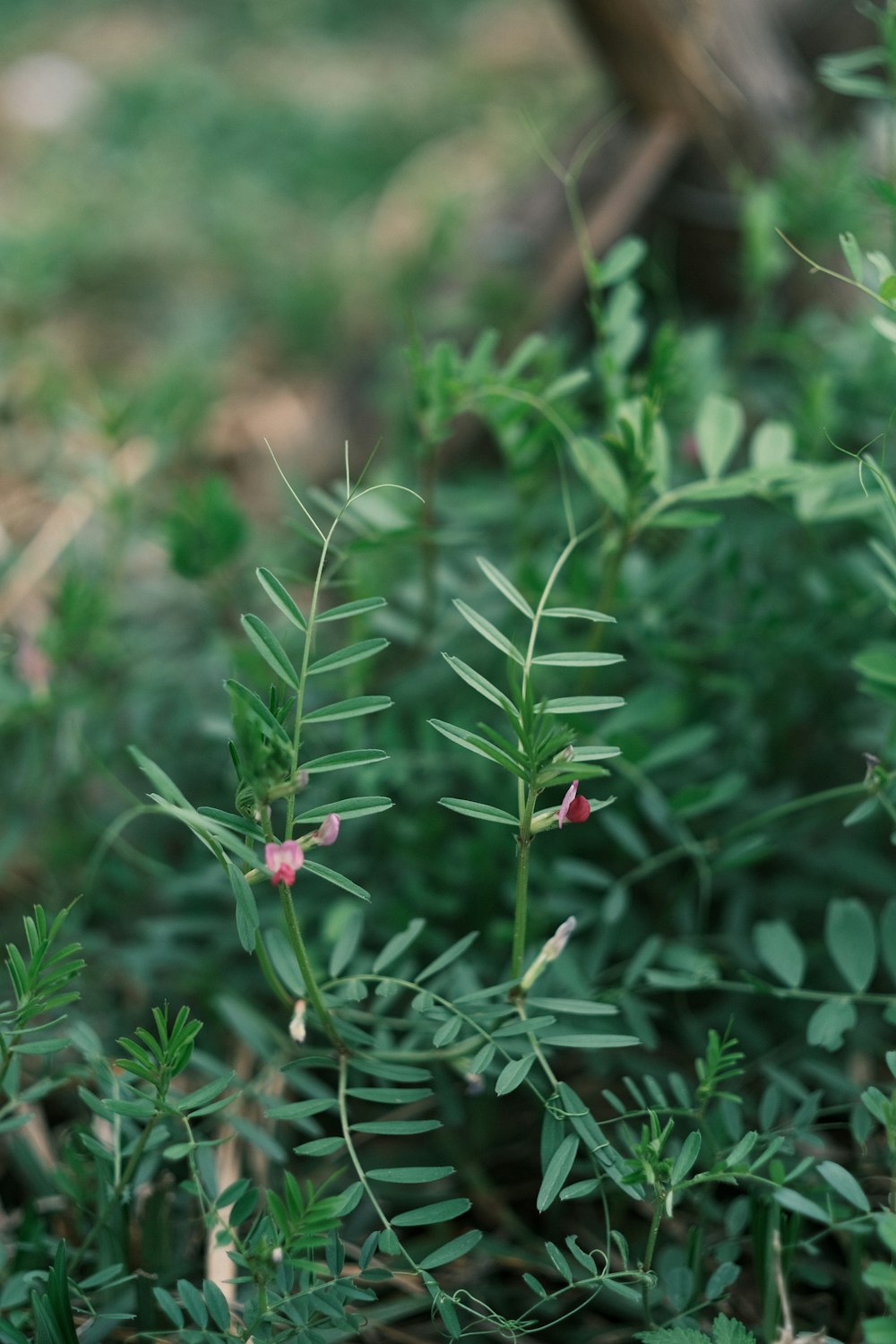 a close up of a plant with small pink flowers