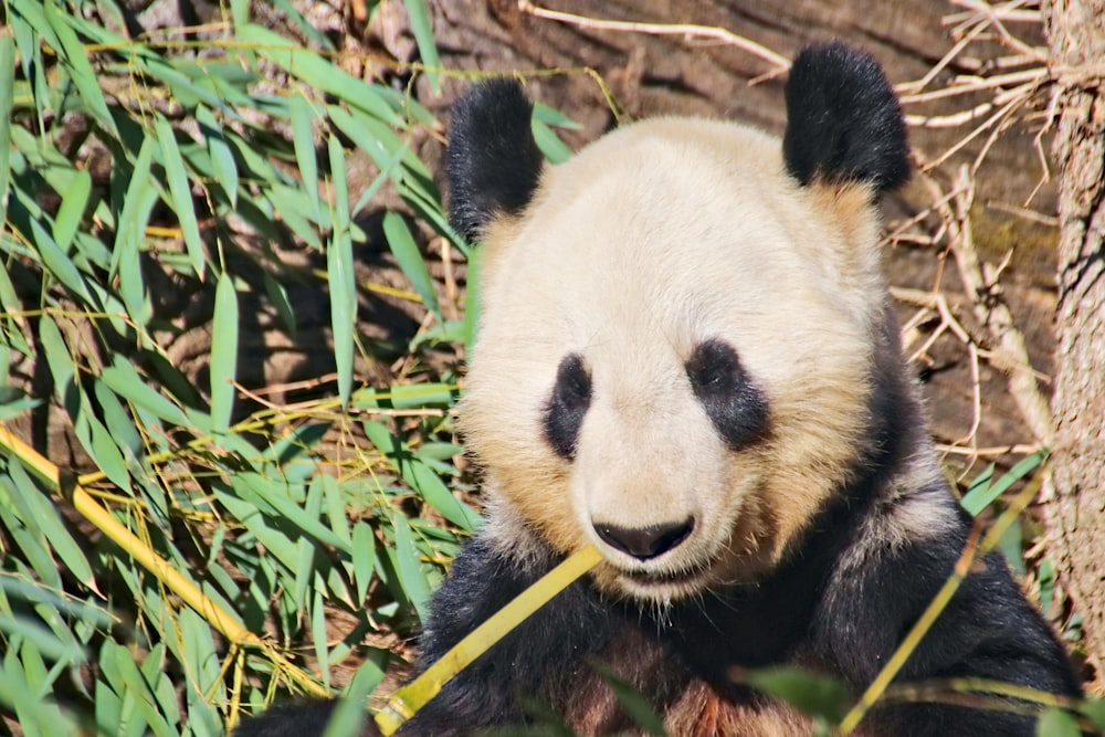 草の中に座って竹を食べるパンダクマ