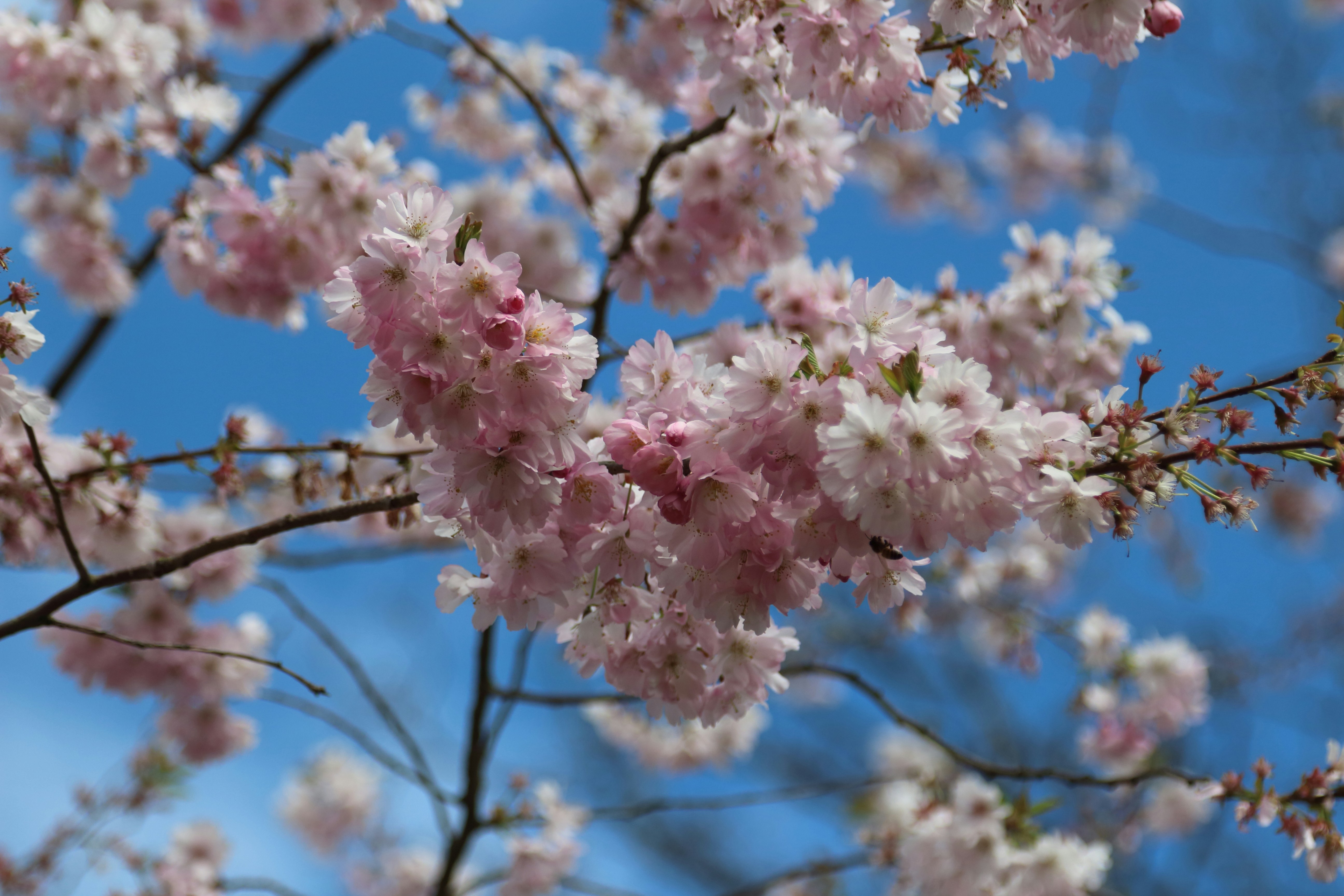 a tree with pink flowers and blue sky in the background