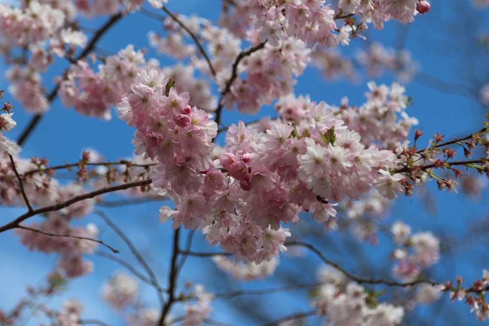 a tree with pink flowers and blue sky in the background