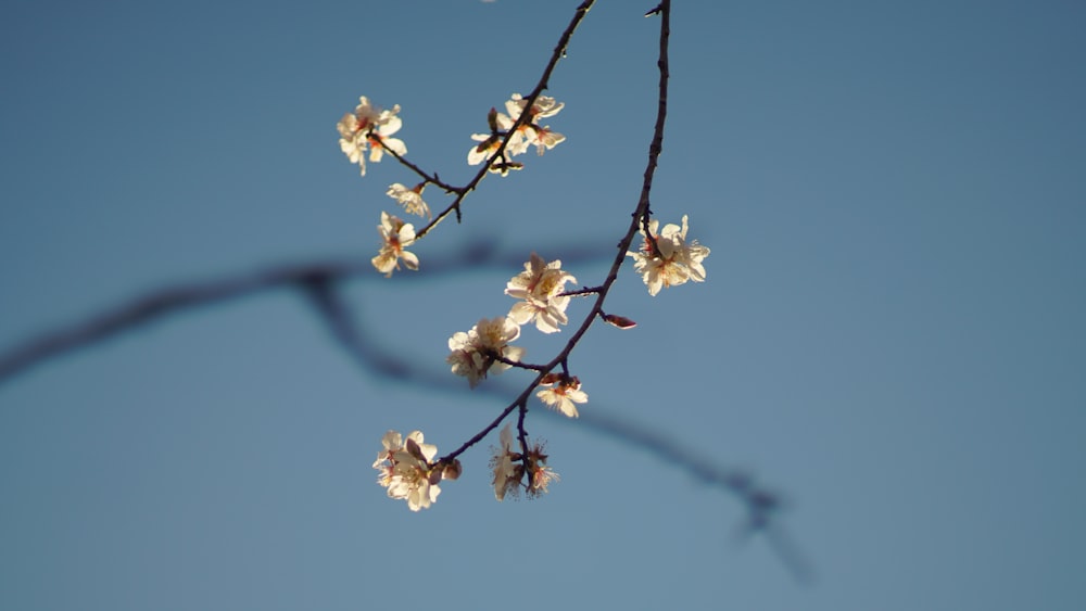 a branch with white flowers against a blue sky