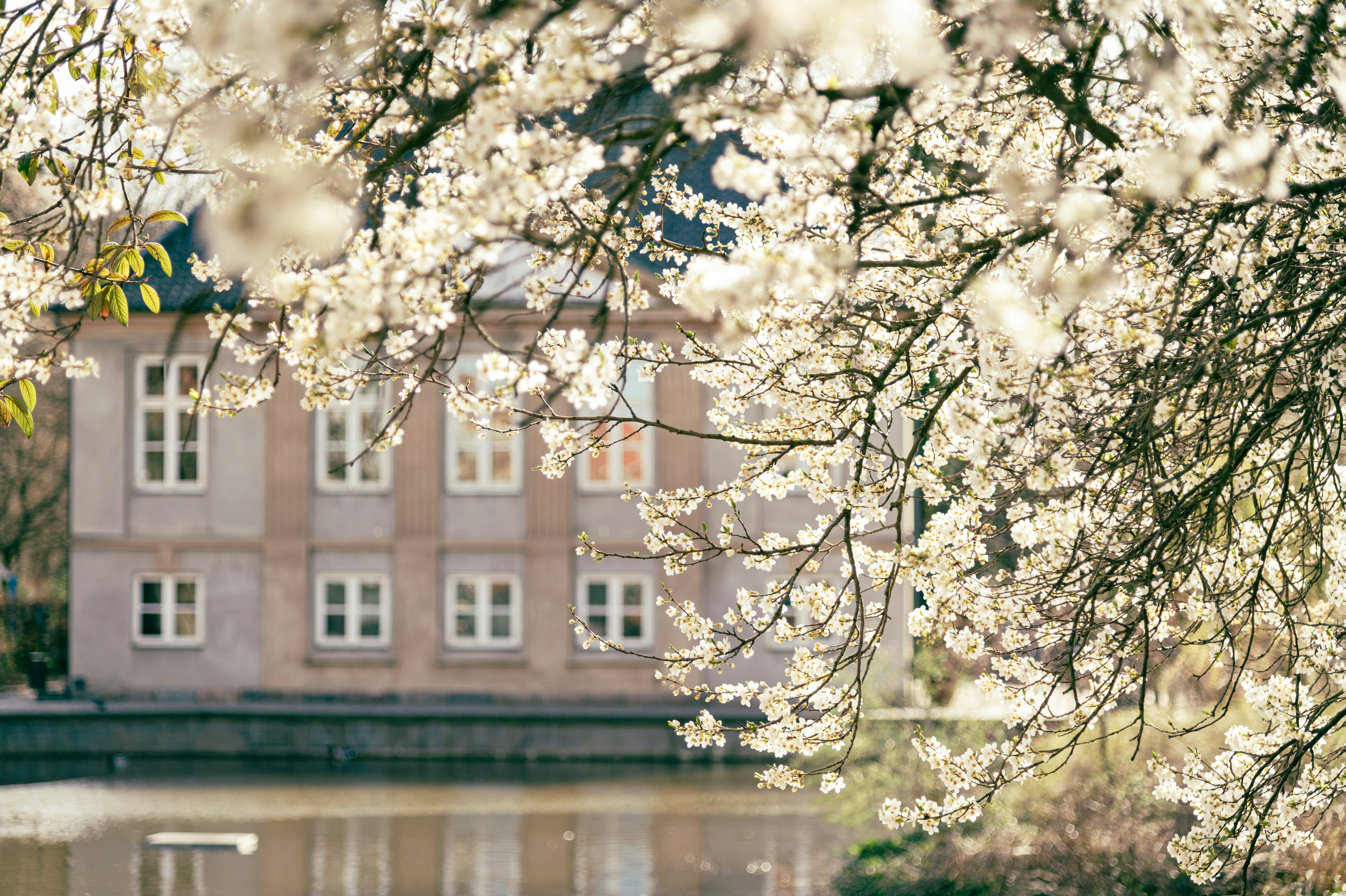 a pond with a building in the background
