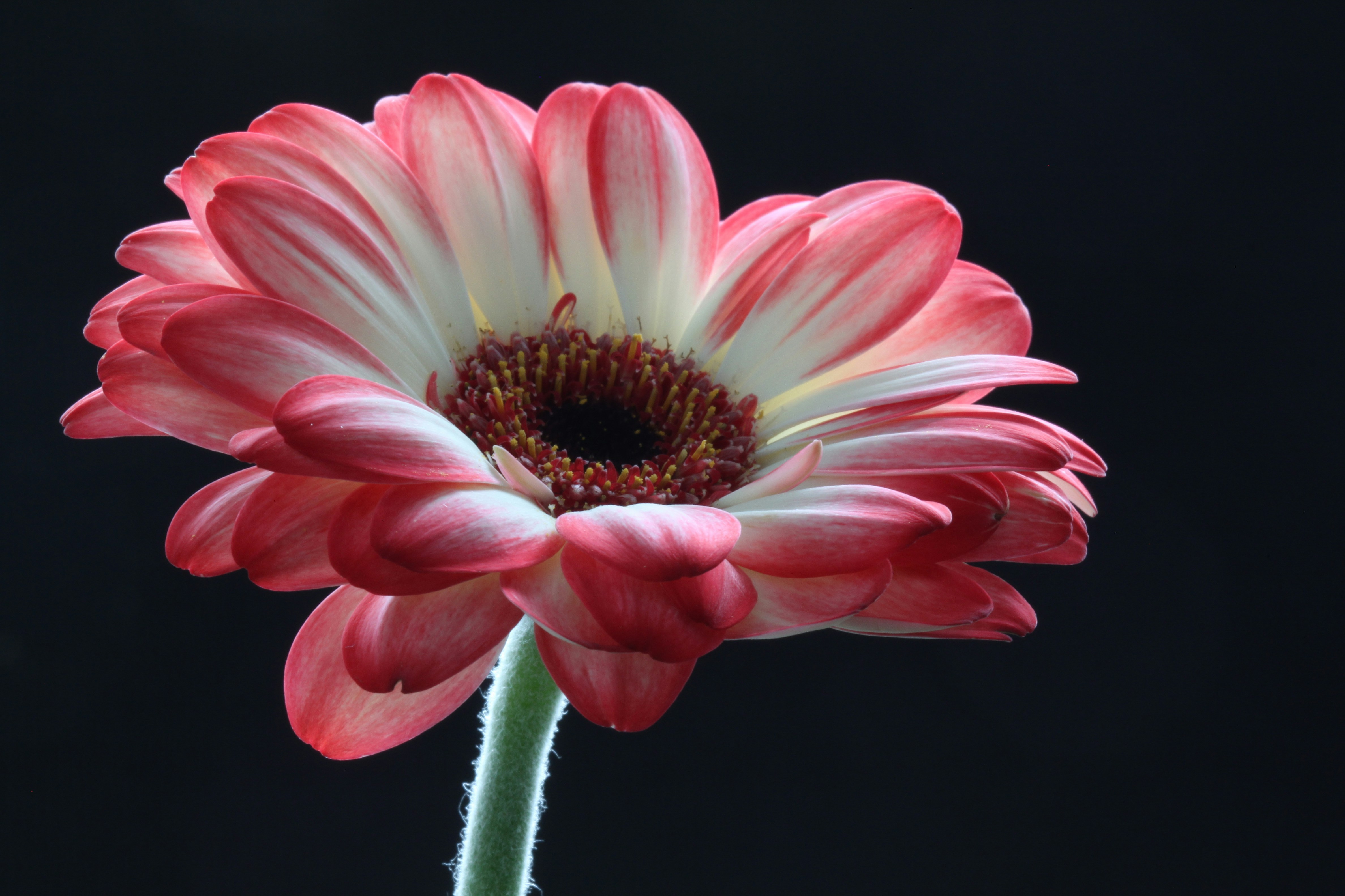 Photo by else_whoelse