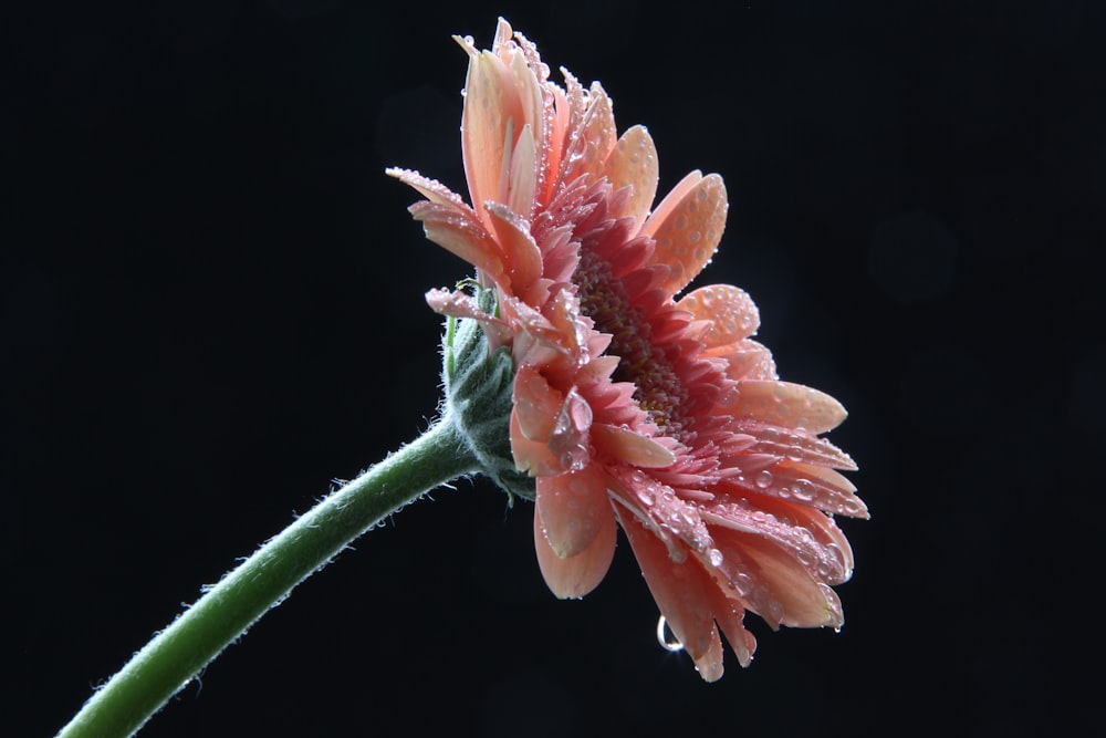 a close up of a flower with water droplets on it