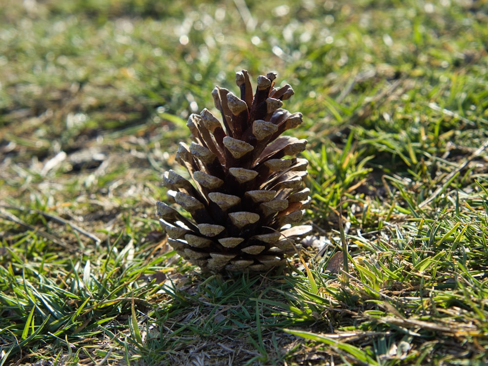 a pine cone sitting on the ground in the grass