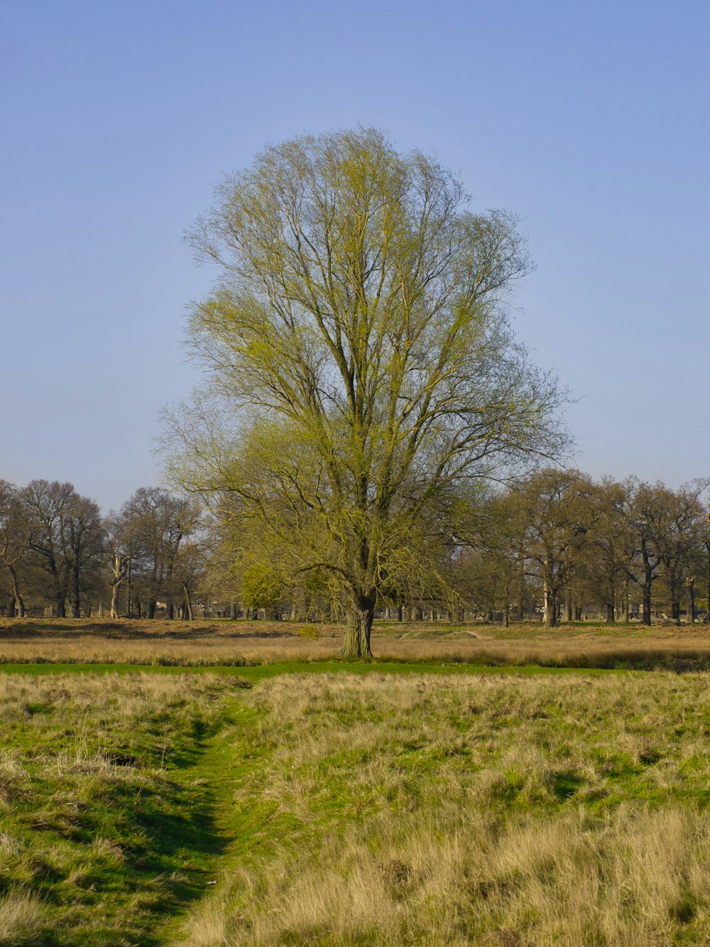 a lone tree in a grassy field with trees in the background