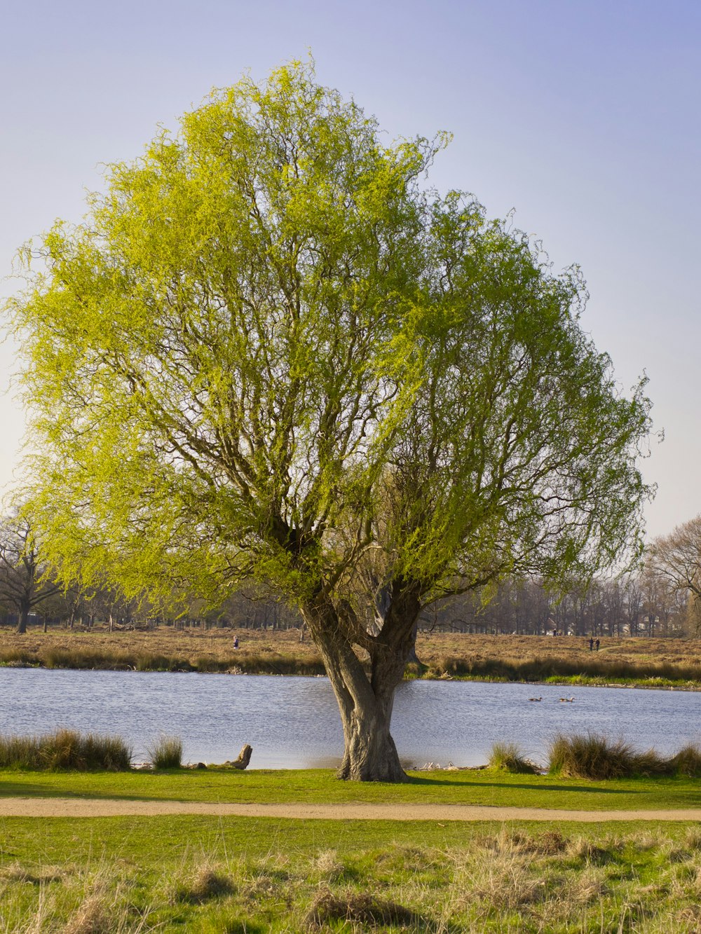 a large green tree sitting next to a body of water