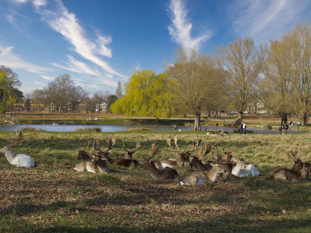 a herd of deer laying on top of a lush green field